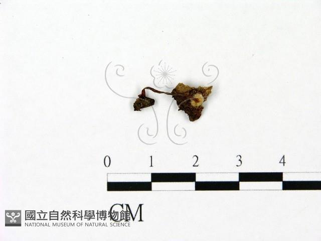 小菇屬藏品圖，第1張