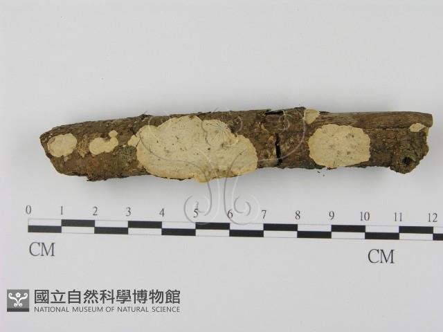 登錄號:F0003065藏品圖，第1張