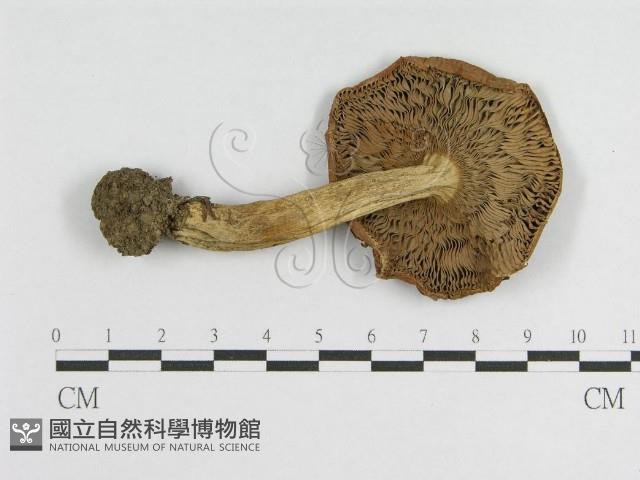 登錄號:F0013065藏品圖，第1張