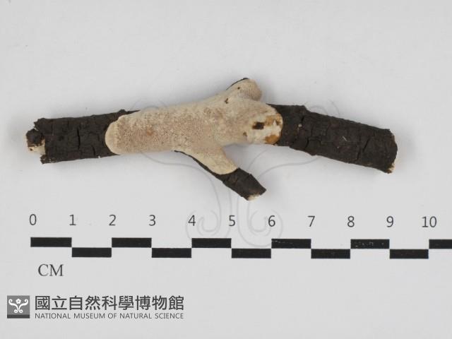 登錄號:F0033065藏品圖，第1張