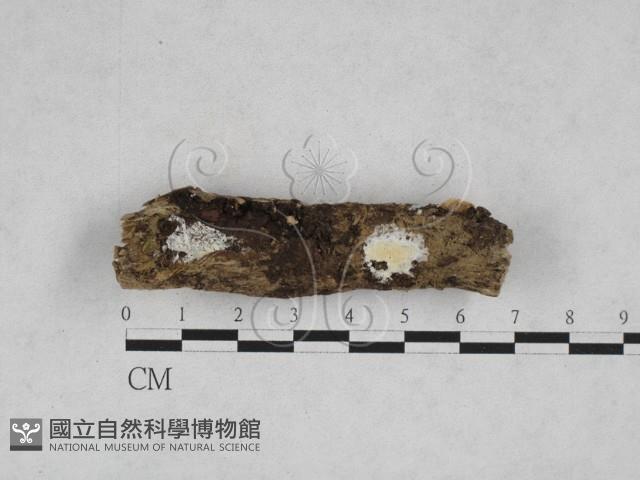 登錄號:F0028365藏品圖，第1張