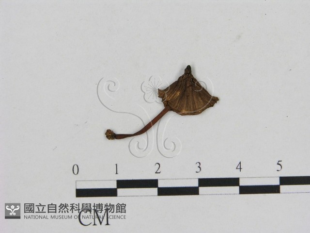 小菇屬藏品圖，第1張