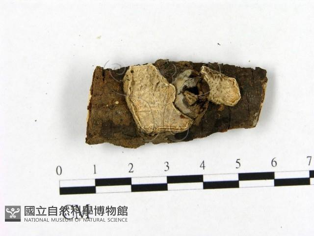 登錄號:F0020365藏品圖，第1張