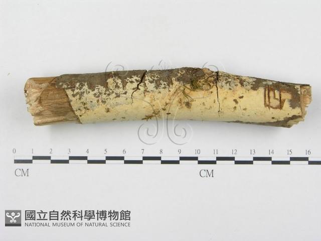 登錄號:F0000365藏品圖，第1張