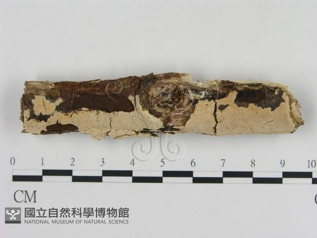 登錄號:F0010365藏品圖，第1張