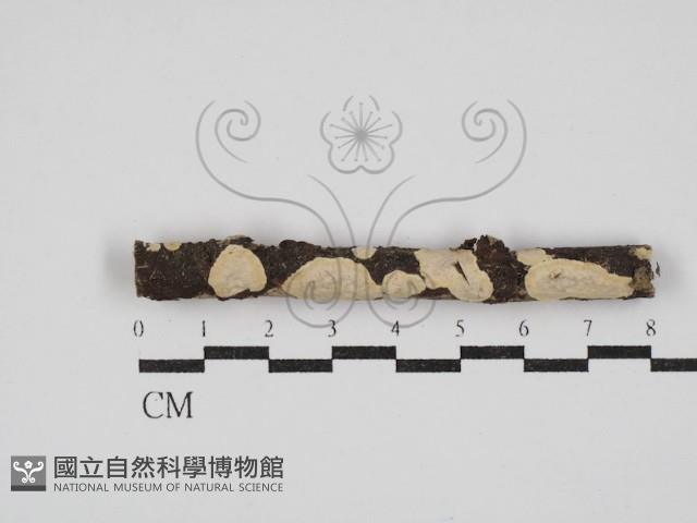 刺皮菌屬藏品圖，第1張