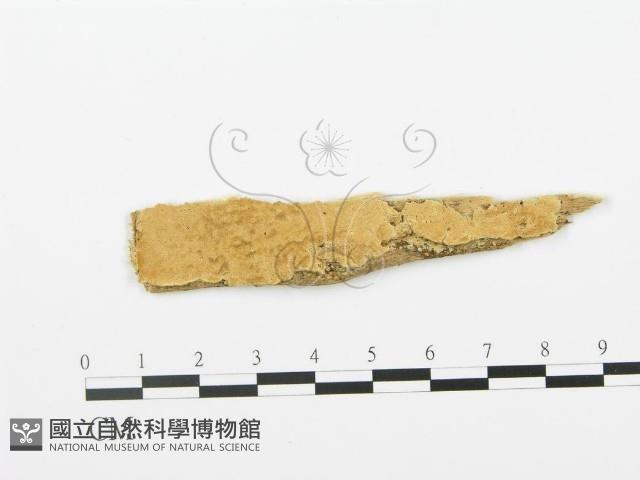 登錄號:F0006365藏品圖，第1張