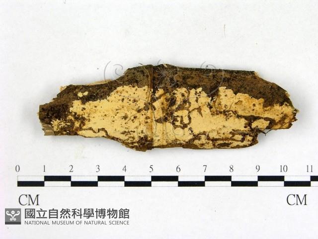 登錄號:F0021365藏品圖，第1張