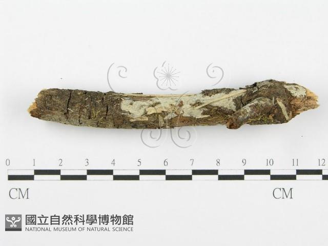 登錄號:F0001365藏品圖，第1張