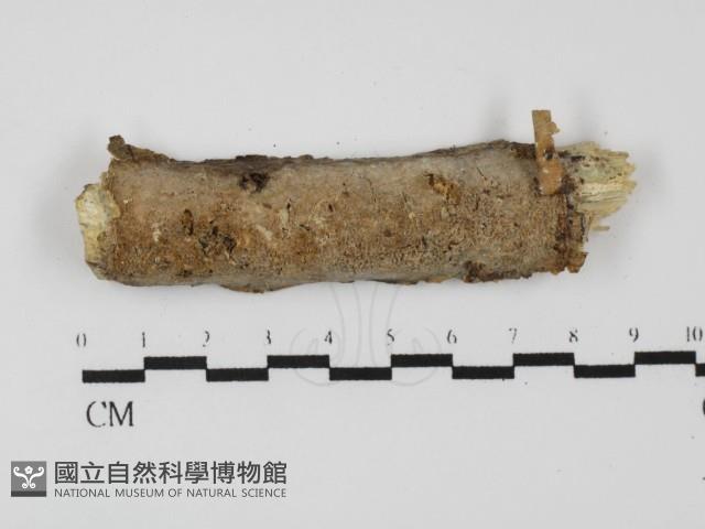 登錄號:F0031365藏品圖，第1張