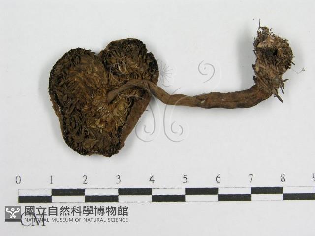 登錄號:F0004365藏品圖，第1張