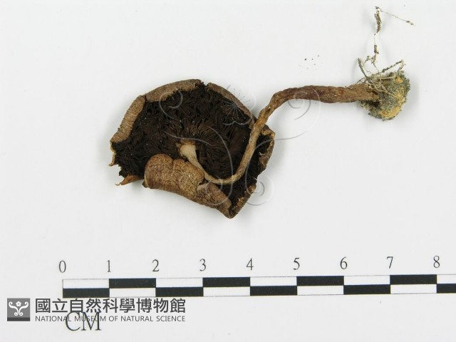 細鱗蘑菇藏品圖，第1張