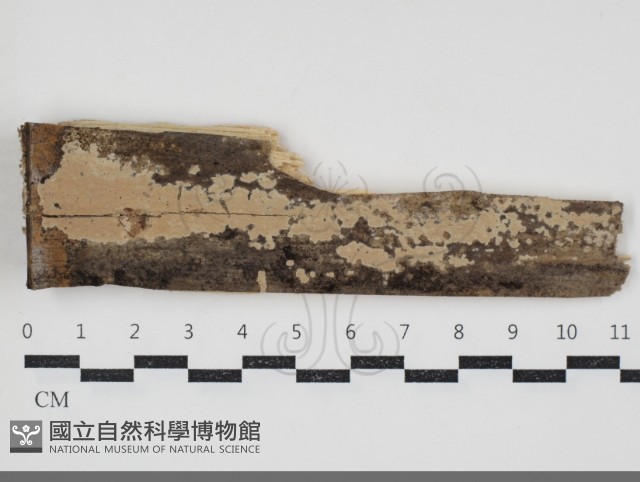 登錄號:F0034365藏品圖，第1張