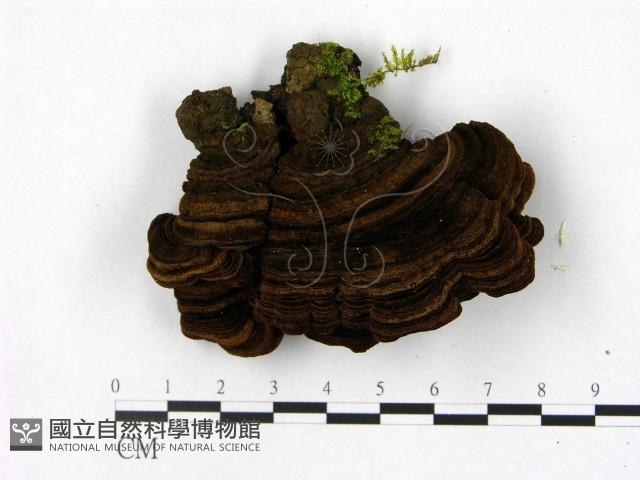 木層孔菌屬藏品圖，第1張