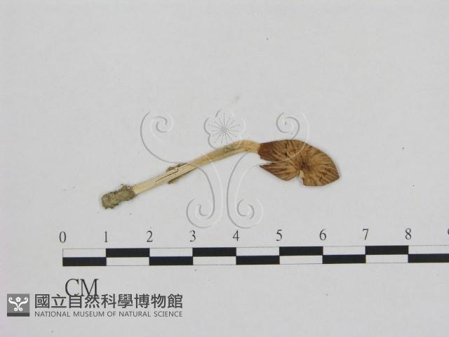 小菇屬藏品圖，第1張