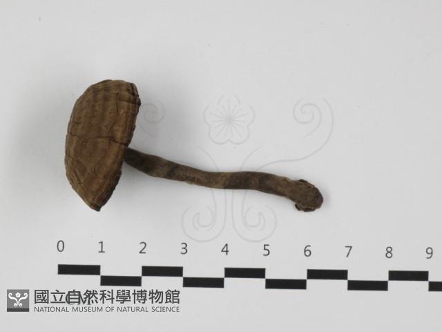 登錄號:F0032365藏品圖，第1張