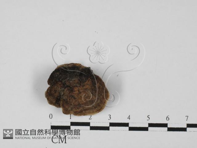 登錄號:F0027365藏品圖，第1張