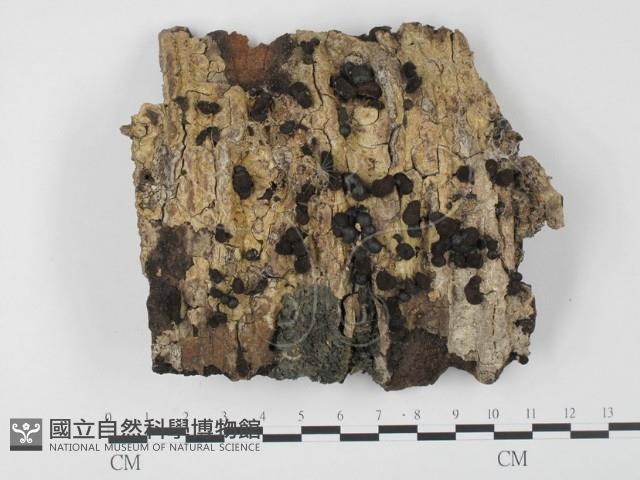登錄號:F0007365藏品圖，第1張