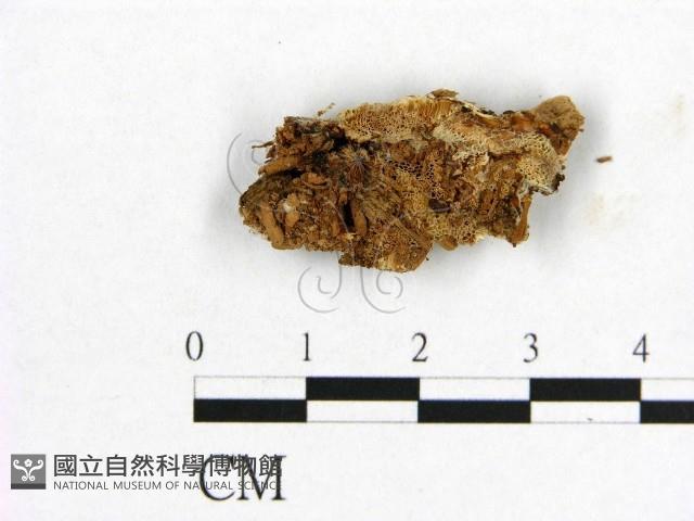 登錄號:F0017365藏品圖，第1張