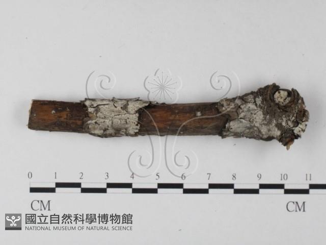 剛毛絲皮菌藏品圖，第1張