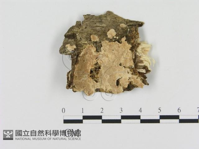 登錄號:F0015365藏品圖，第1張