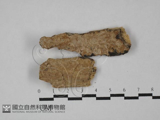 登錄號:F0029365藏品圖，第1張
