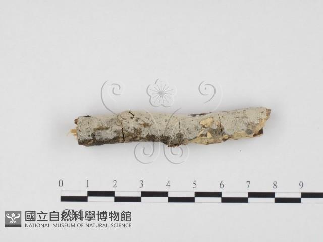 登錄號:F0009365藏品圖，第1張