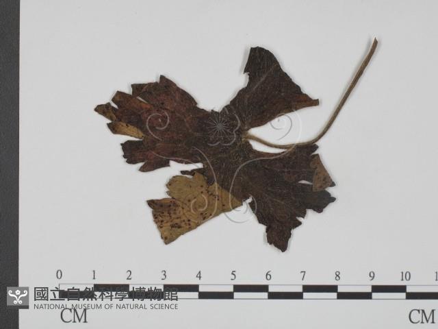 登錄號:F0019365藏品圖，第1張