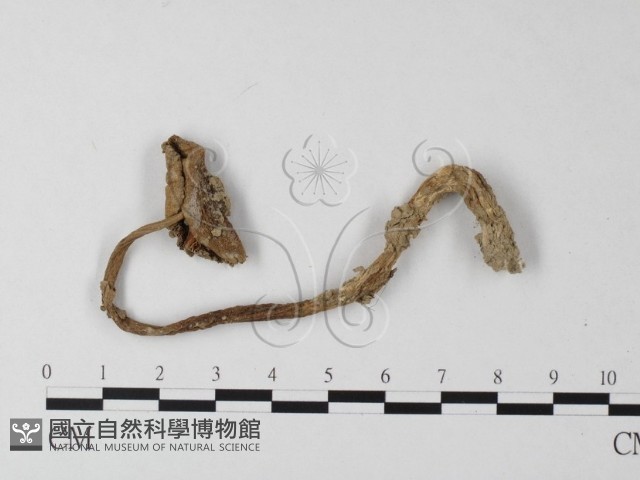 登錄號:F0003365藏品圖，第1張