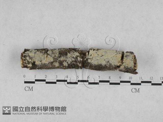 絲齒菌屬藏品圖，第1張