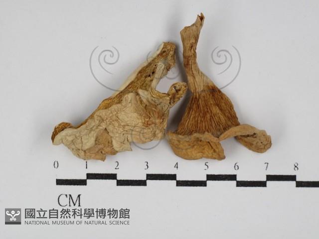 登錄號:F0030225藏品圖，第1張