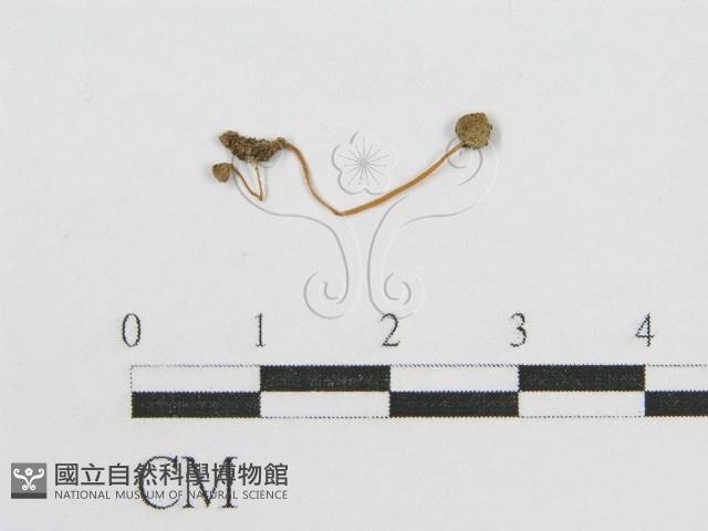 登錄號:F0016225藏品圖，第1張