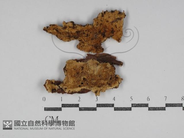 登錄號:F0031225藏品圖，第1張