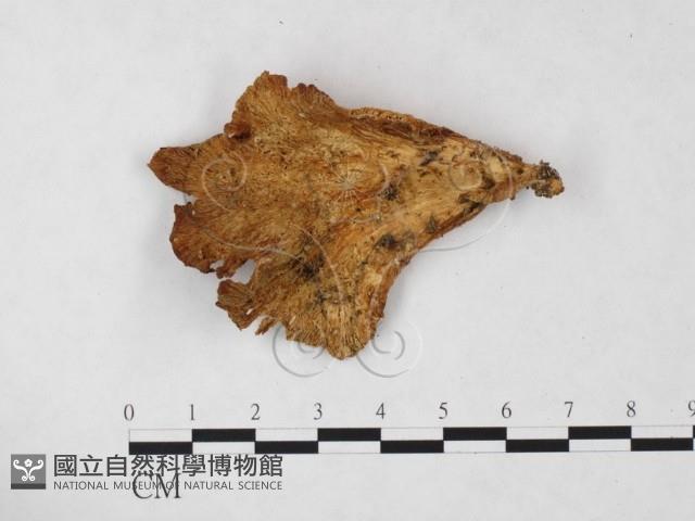 登錄號:F0024225藏品圖，第1張