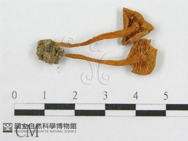 粉褶菌屬藏品圖，第1張