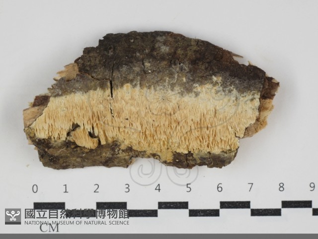 登錄號:F0034225藏品圖，第1張