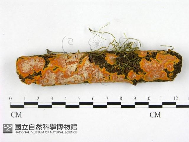 登錄號:F0022225藏品圖，第1張