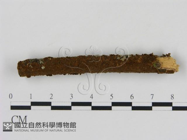 刺革菌屬藏品圖，第1張