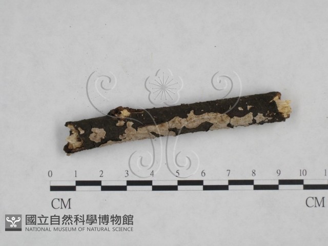 筍殼菌屬藏品圖，第1張