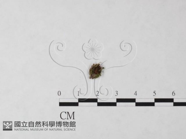 登錄號:F0023225藏品圖，第1張