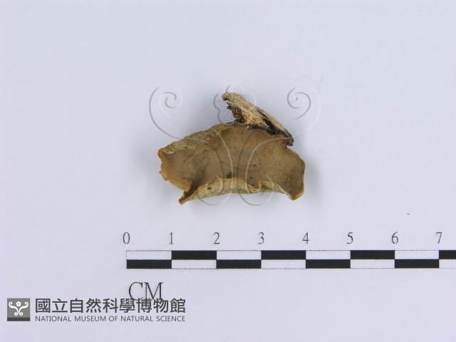 登錄號:F0003225藏品圖，第1張