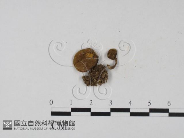 登錄號:F0013225藏品圖，第1張