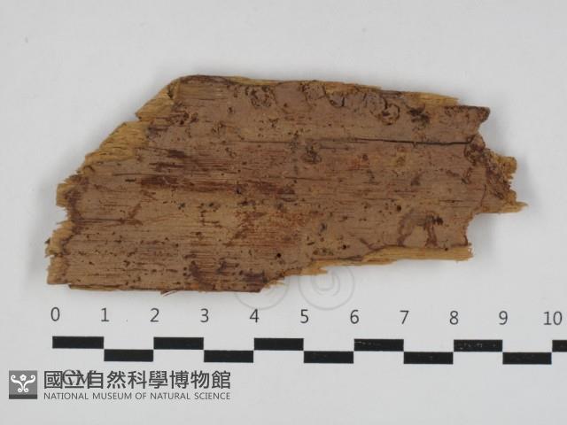 射脈菌屬藏品圖，第1張