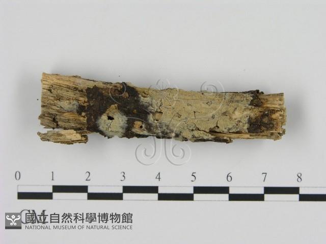 絲皮菌屬藏品圖，第1張