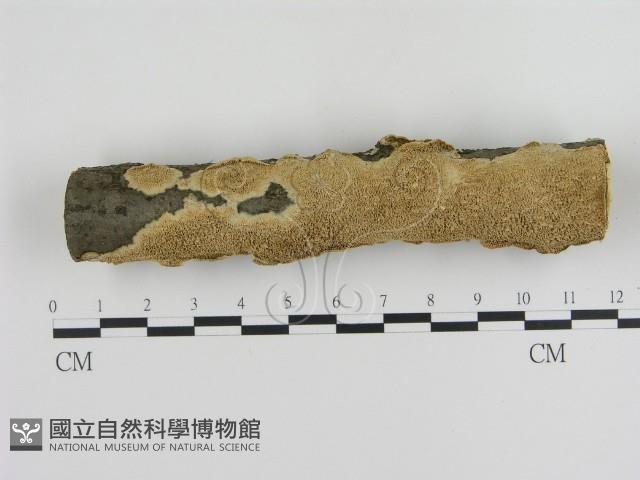 登錄號:F0020825藏品圖，第1張