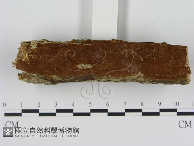 刺革菌屬藏品圖，第1張