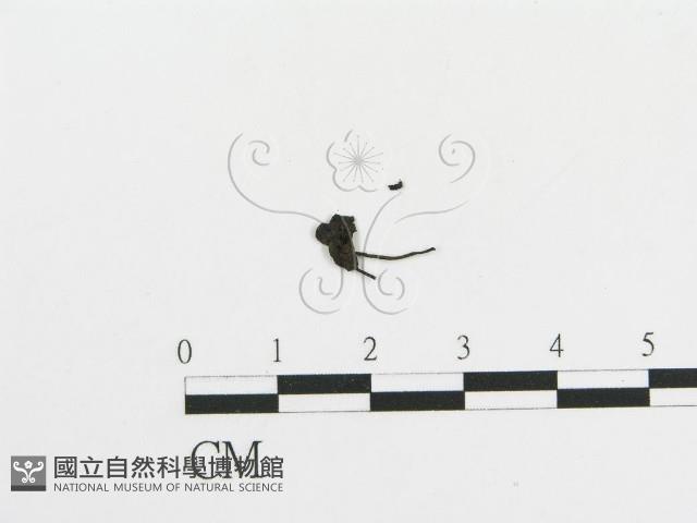 傘菌屬藏品圖，第1張