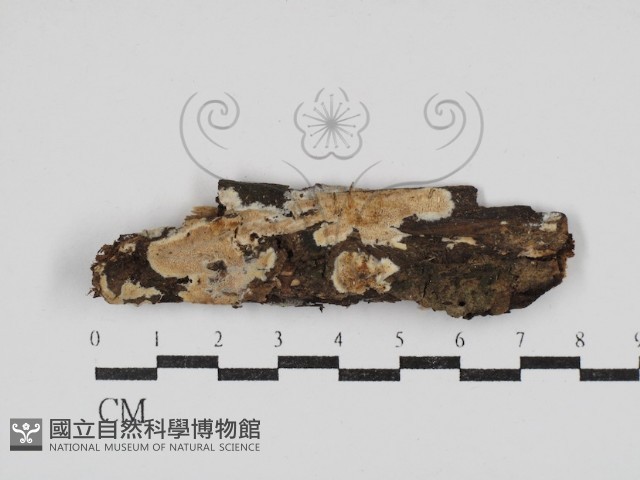 登錄號:F0030825藏品圖，第1張