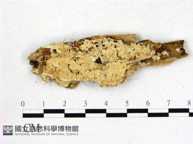 登錄號:F0006825藏品圖，第1張