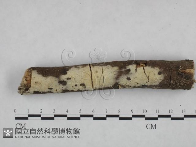 登錄號:F0021825藏品圖，第1張